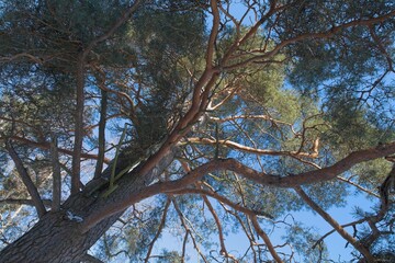 Upward view of pine tree trunk, branches and bark in winter.