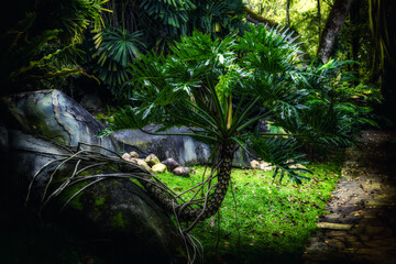 A mature Philodendron Xanadu plant with a visible woody stem, set against a backdrop of garden palms and stones, showcasing lush green foliage in vibrant detail.