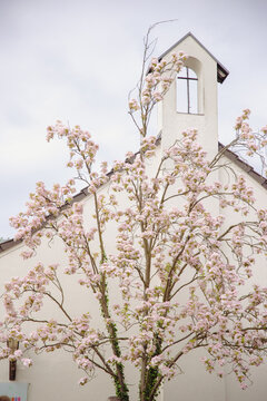 A charming chapel with a blooming cherry blossom tree in the foreground, evoking a peaceful and romantic spring setting.