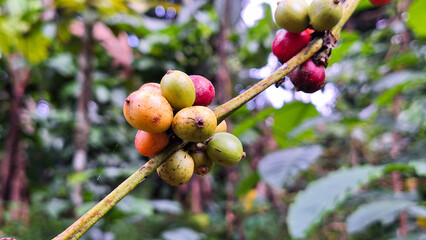Organic arabica coffee beans agriculturist in farm. Harvesting Robusta and arabica coffee berries...