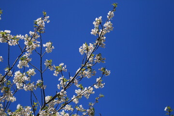桜