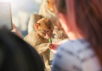 A little monkey surrounded by people sniffs  with curiosity a leaf that a girl hands to her....
