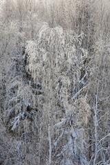 View of trees with branches in frost at Torronsuo National Park in cloudy winter weather, Tammela, Finland.