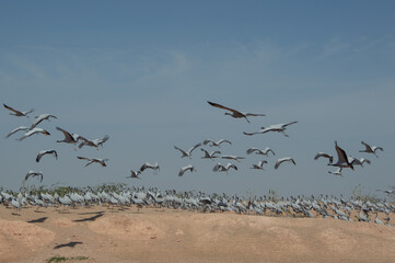 Fotografie dell' india regione dell' Rajasthan 