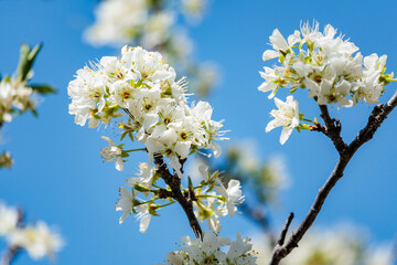 白く咲く桃の花