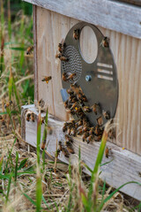 花の蜜を集めて養蜂箱を出入りする蜜蜂