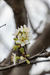 白く咲く桃の花