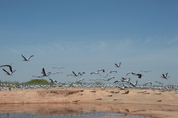 Fotografie dell' india regione dell' Rajasthan 