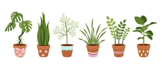 Set of large indoor plants in beautiful pots. Vector on white background.