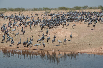 Fotografie dell' india regione dell' Rajasthan 