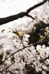 벚꽃