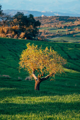 Fototapeta premium Trees with yellow leaves in a green field in autumn at sunset.