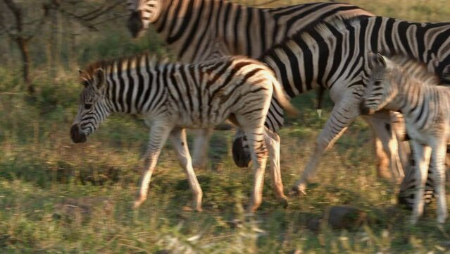 In an African bushveld scene, a male zebra urinates while other zebras and foals graze nearby in the late afternoon sunlight.