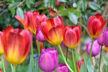 Fototapeta premium Deep red and orange triumph Tulip ‘Amber Glow’ in flower.