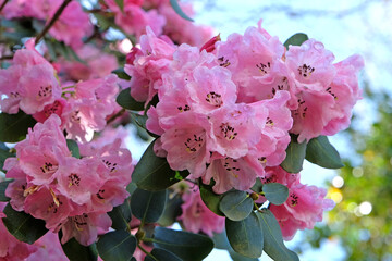 Tall pale pink hybrid Rhododendron ‘Rosalind’ in flower