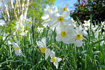 White The Poet’s Daffodil, Narcissus ‘Actaea’ in flower.