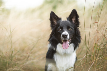 Border collie dog potrait in nature