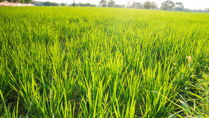 Beautiful sunset over a Green rice paddy field