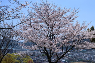 筆山の桜　町を見守る　（高知県　高知市　202404）