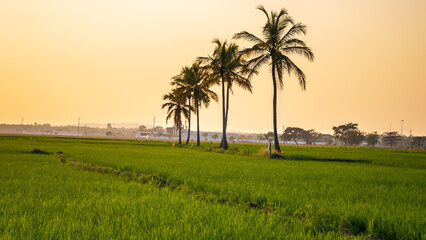 Fototapeta premium Beautiful sunset over a Green rice paddy field