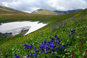 colorful alpine meadow in summer; blooming flowers nearby a glacier; cloudy day