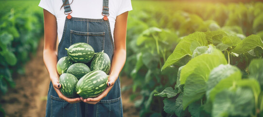 A close-up of a baby small watermelons being held by a farmer's hands, making it an ideal choice for a summertime treat.