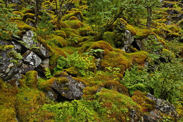Moss in the forest at the scenic route Ryfylke in Norway, Europe 
