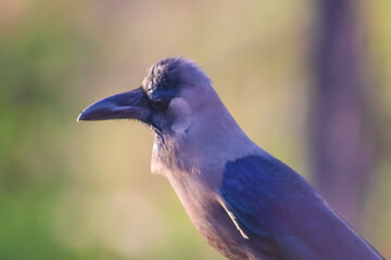 Crow black closeup face on the blur green background