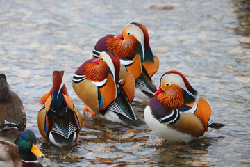 The mandarin duck (Aix galericulata) is a perching duck species native to the East Palearctic. This photo was taken in Japan. - obrazy, fototapety, plakaty