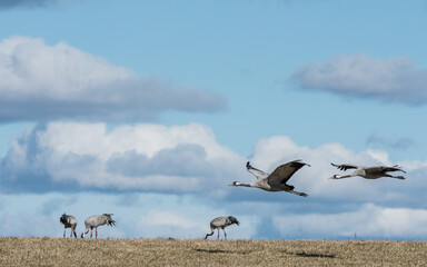 Migrating Common Cranes at Lake Hornborga during spring in Sweden. The lake attracts around 20.000 cranes daily during its peak in late March-early April. - 781346311