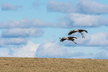 Migrating Common Cranes at Lake Hornborga during spring in Sweden. The lake attracts around 20.000 cranes daily during its peak in late March-early April. - 781346380