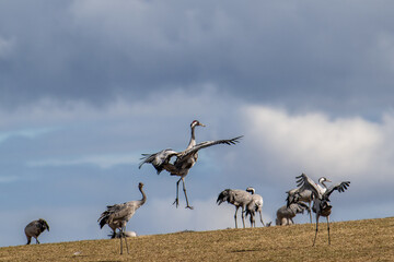 Migrating Common Cranes at Lake Hornborga during spring in Sweden. The lake attracts around 20.000 cranes daily during its peak in late March-early April. - obrazy, fototapety, plakaty