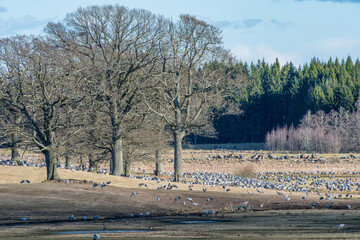 Migrating Common Cranes at Lake Hornborga during spring in Sweden. The lake attracts around 20.000 cranes daily during its peak in late March-early April. - 781346534