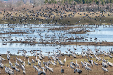 Migrating Common Cranes at Lake Hornborga during spring in Sweden. The lake attracts around 20.000 cranes daily during its peak in late March-early April. - obrazy, fototapety, plakaty