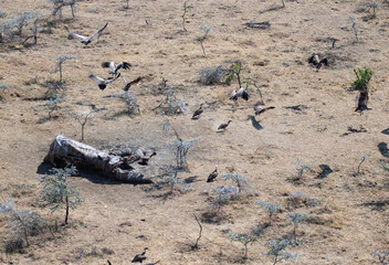 elephant carcass with vultures