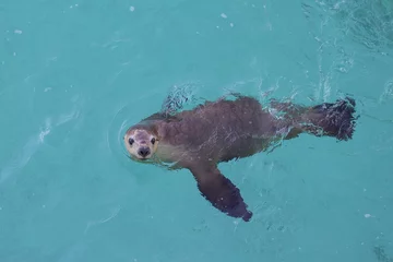 Fotobehang Photo of sea lion in crystal clear turquoise colored sea water near Jurien Bay in Western Australia, taken during a guided sea lion tour © BJP7images