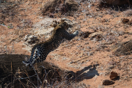 leopard in kenya