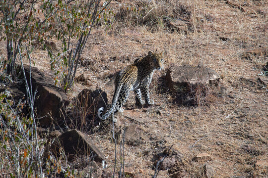leopard in kenya