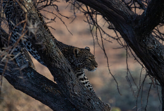 leopard in kenya