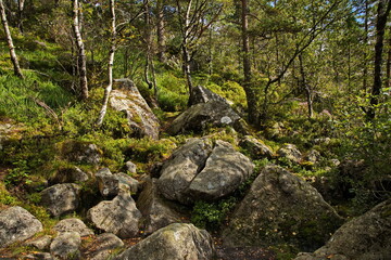 Forest with big boulders at the hiking track to Preikestolen in Norway, Europe
