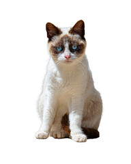 Grumpy looking white and brown snowshoe cat with blue eyes. Portrait of a sitting cat isolated on a transparent or white background