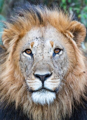 Obraz premium portrait of a lion in kenya