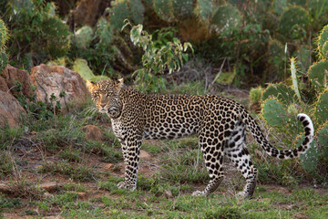 leopard walking in kenya
