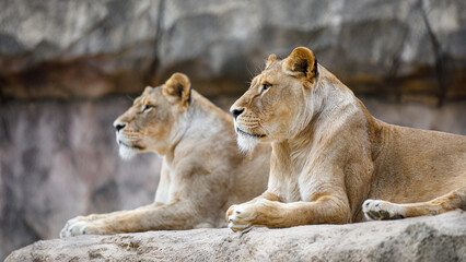 L&ouml;wen im Dresdner Zoo
