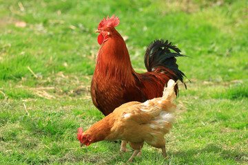 Hen and rooster on the farm