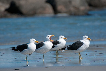 Kelp Gull ( Larus dominicanus ) Namaqua National Park, South Africa
