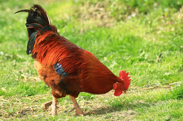 Rooster on the farm meadow
