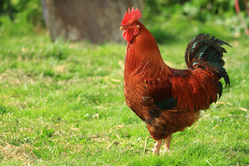 Rooster on the farm meadow