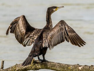 Cormorant perched on a branch at the water's edge to dry its feathers