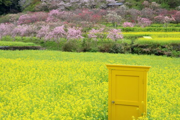 西川花公園　黄色のドア　（高知県　香南市）